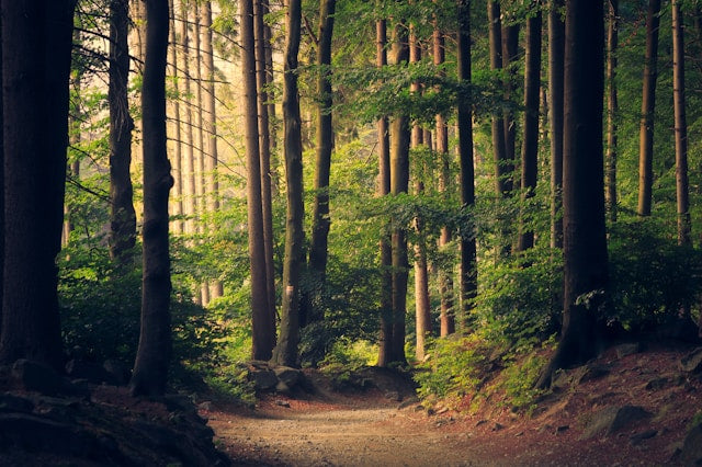 a forest walk