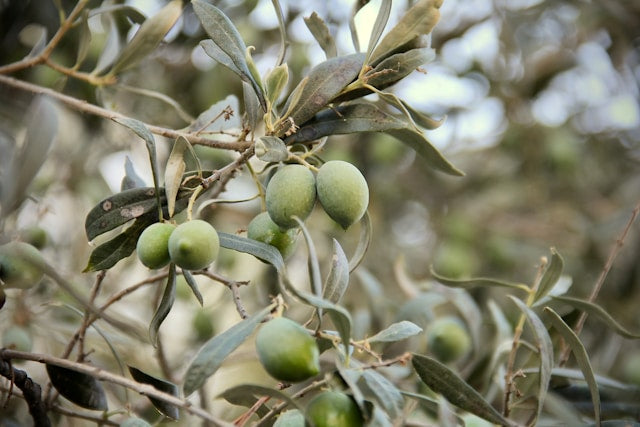 An ancient olive tree in Sardinia